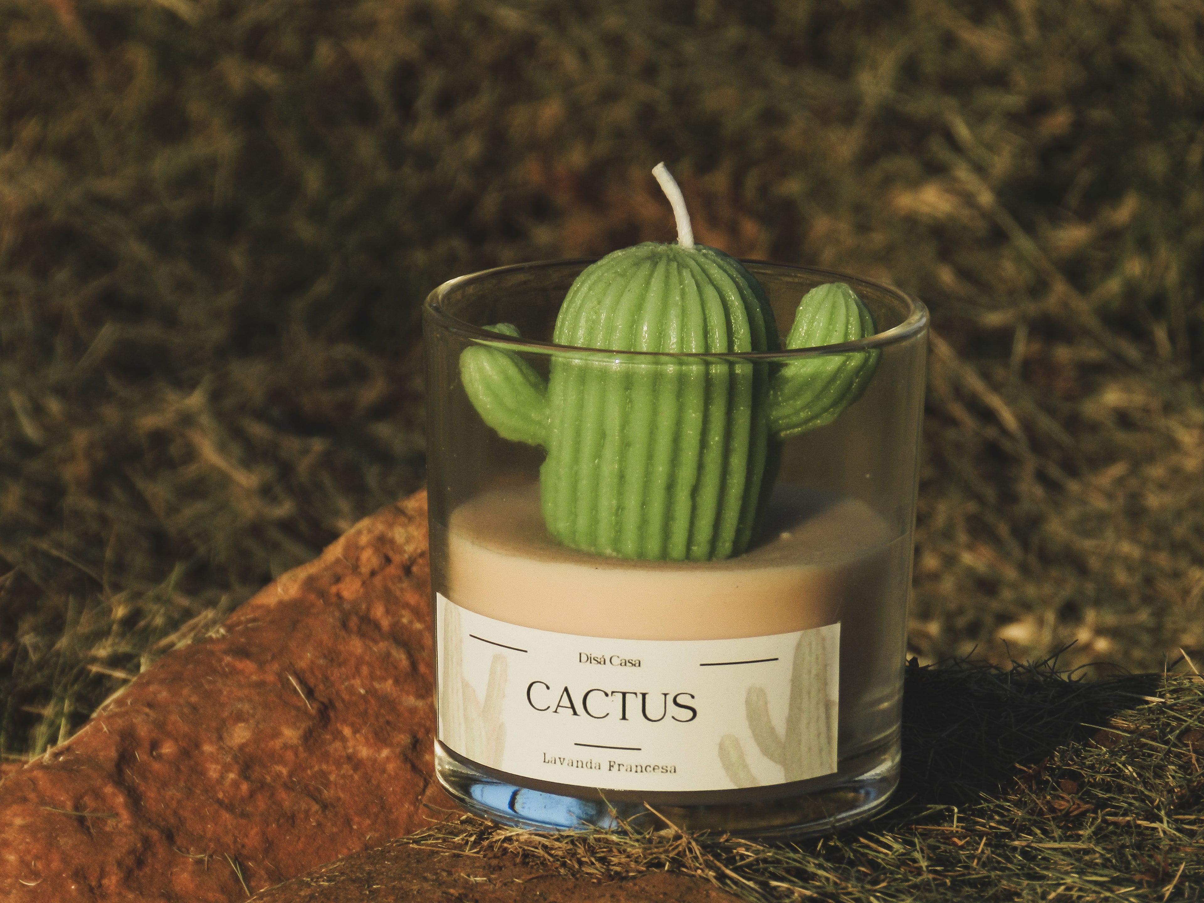 Vela Cactus