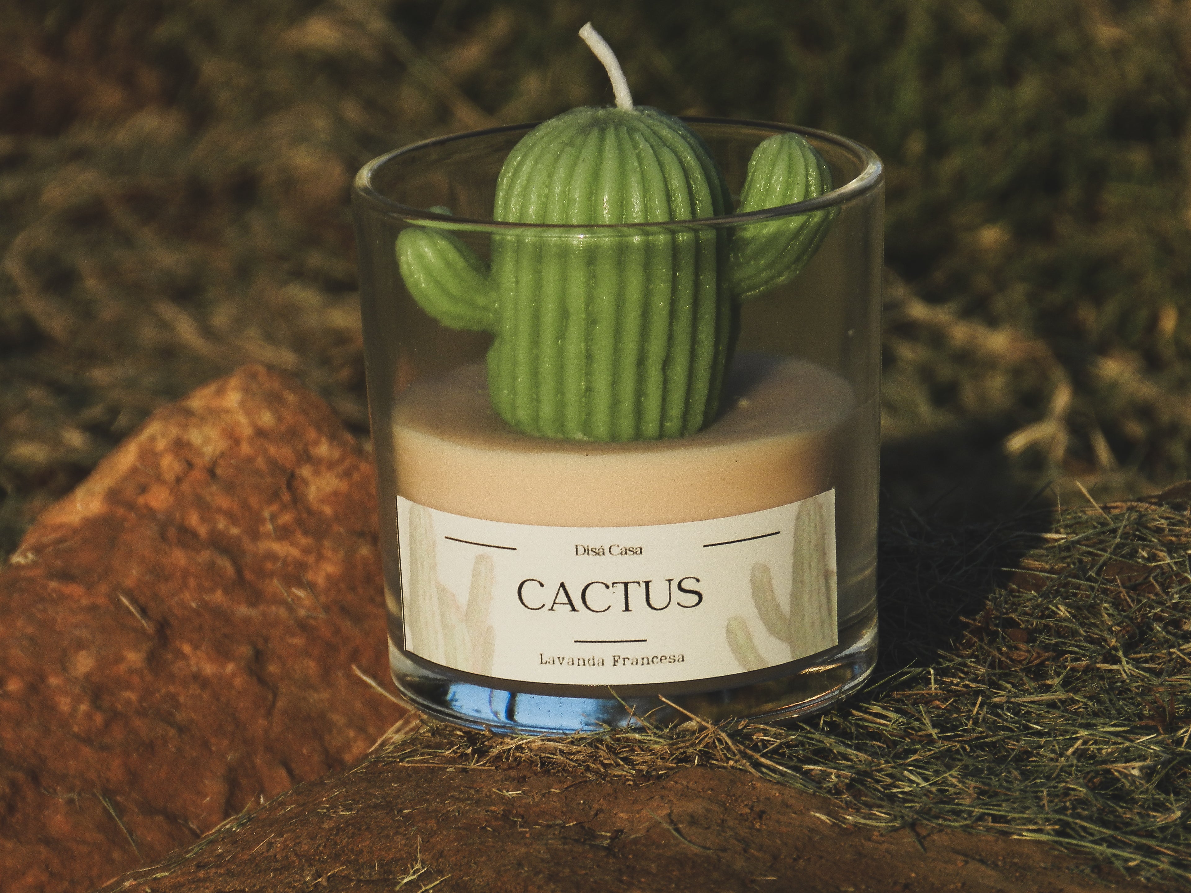 Vela Cactus