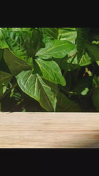 Vela Aromática Âmbar – 200g